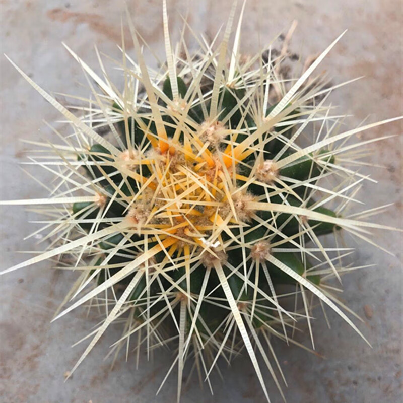 仙人掌科超萌仙人球植物带盆办公室内电脑桌面小盆栽仙人球 原色金虎