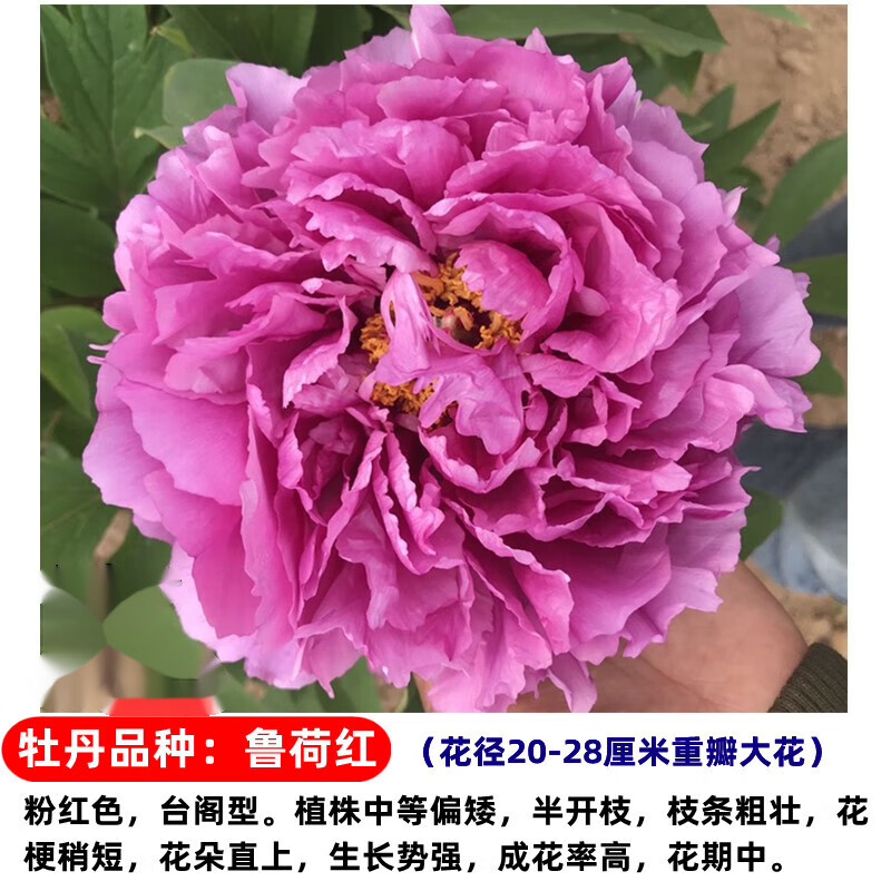 牡丹花苗大苗盆栽洛阳室外阳台植物室内四季好庭院 a1鲁荷红6分支以上