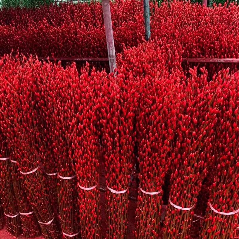 萌肉居银柳年宵花真花干花鲜枝水养装饰红色银柳30支60cm高源头直发