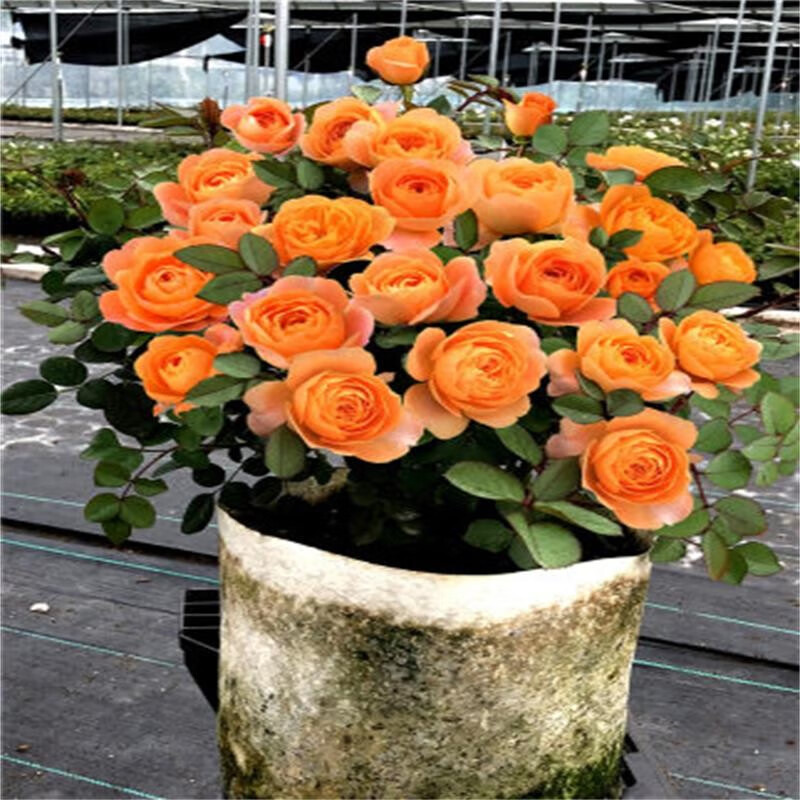 看花卉历史价格网站|花卉价格走势图