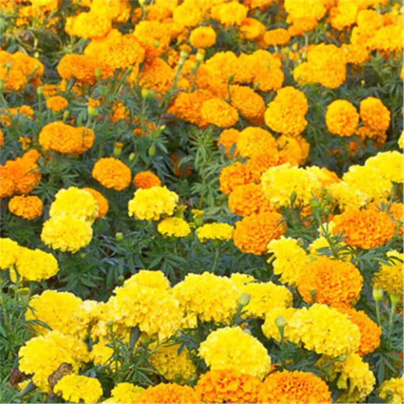 鲜渐万寿菊花种子四季播种开花耐寒园艺景观花卉适合农村庭院种植花籽