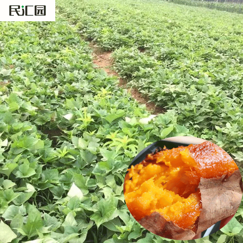 民汇园蔬菜种子种苗红薯苗批发白心红薯根紫薯苗板栗薯苗子红薯藤