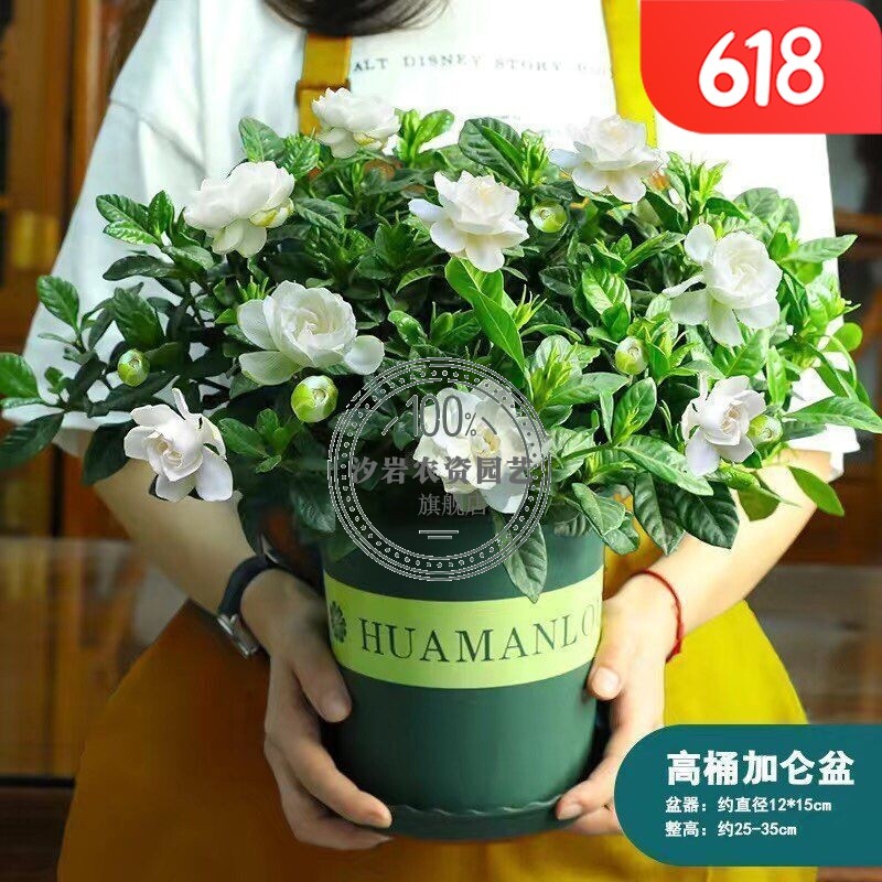 特大栀子花 花期带花苞 加仑盆栽好 含盆