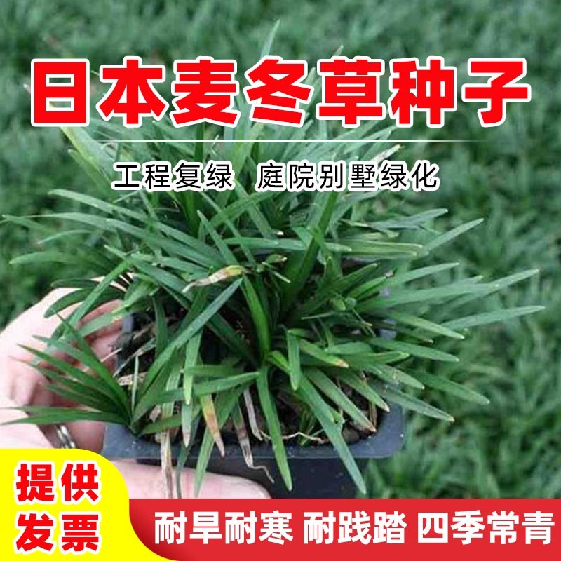 譽(yù)滿園新采麥冬草種子玉龍草種子金邊麥冬草籽日本矮麥冬苗綠化草坪種子麥冬草耐寒 日本矮生麥冬種子1斤