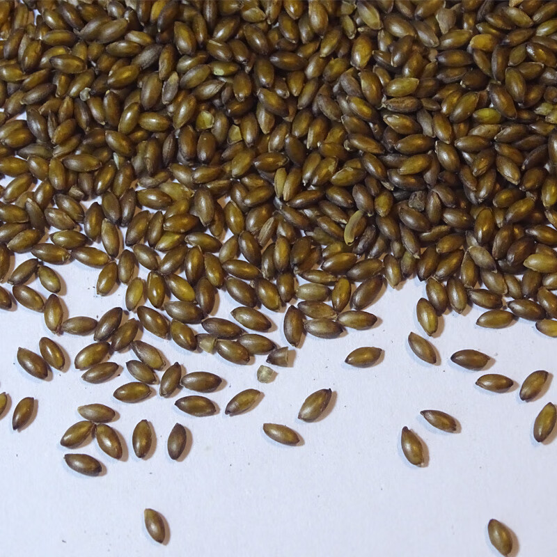 gjxbp野燕麦血燕麦 野燕麦米杂粮 血钻野燕麦 野生燕麦仁 菰米 麦仁