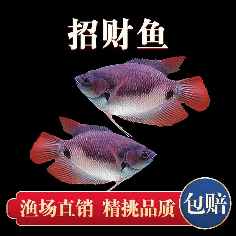 活体战船战舰鱼黑眼红尾招财好养大型热带观赏鱼活鱼 红尾招财15-16cm