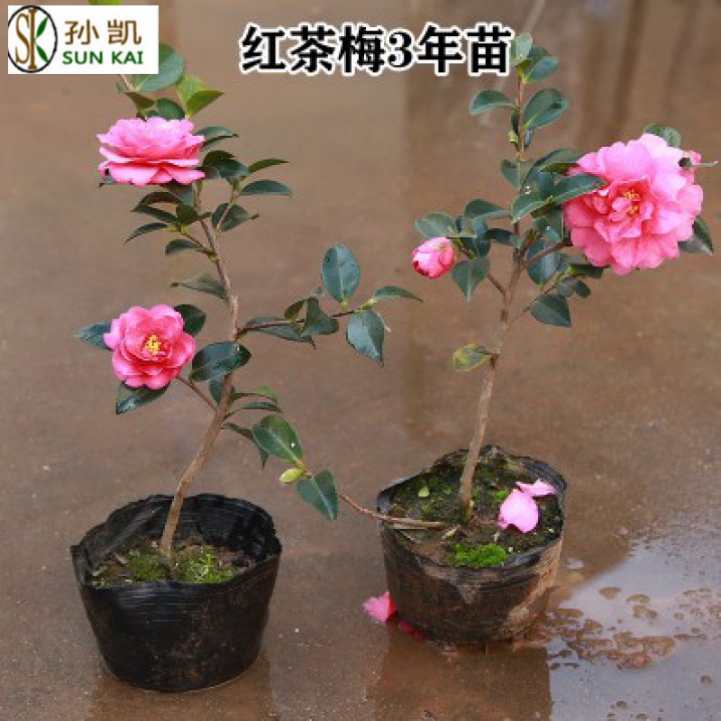 四季杜鹃红山茶花嫁接盆栽带花苞室内庭院名贵绿植红山茶 茶梅花3年苗