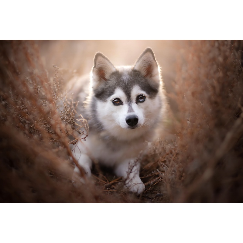 igiftfire金毛拼图 动宠物狗狗照片木拼图1000片定制可爱幼犬画像带框