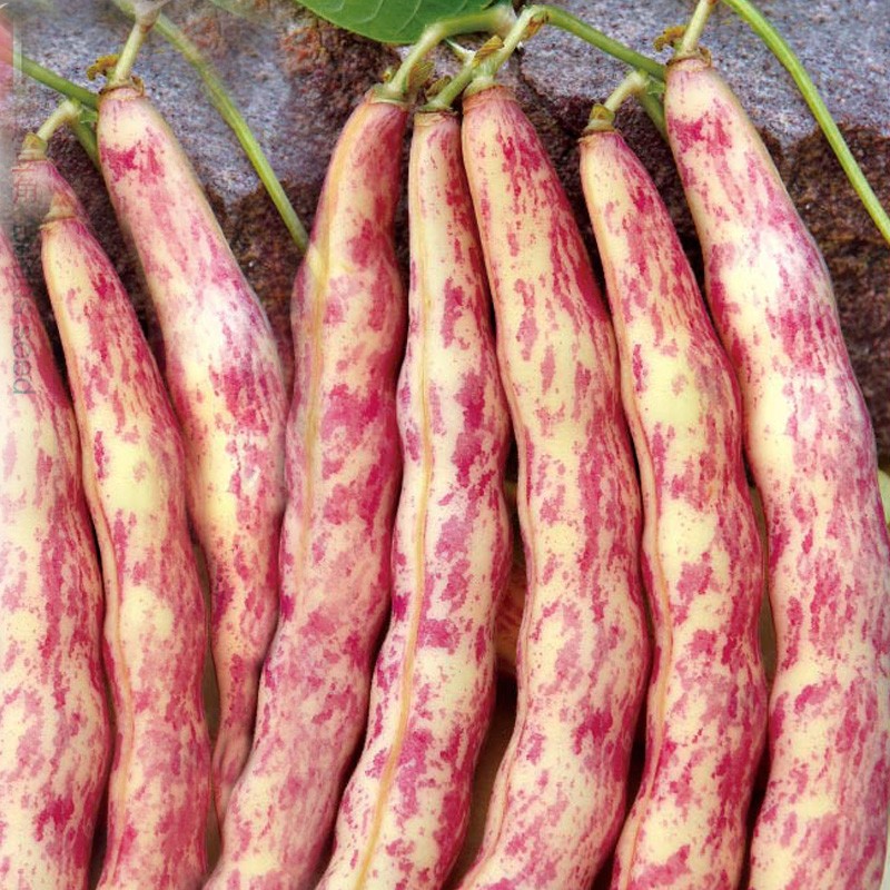 寿禾黄金勾钩豆角种子东北炖肉沟扁豆芸豆家庭种植春秋四季播种蔬菜籽