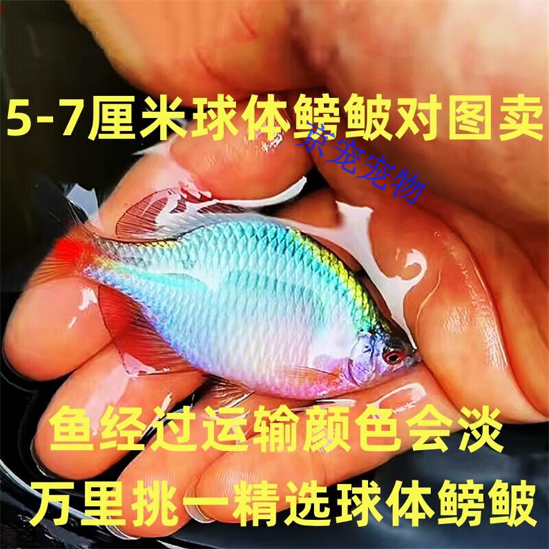 采缇(caiti)鳑鲏鱼观赏鱼冷水鱼原生鱼七彩旁皮鱼高体旁皮活体 精选