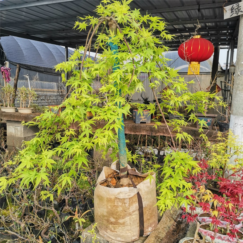 墨耘苍流泉枫 日本枫树品种垂枝枫 瀑布地毯枫庭院阳台室内枫树盆景