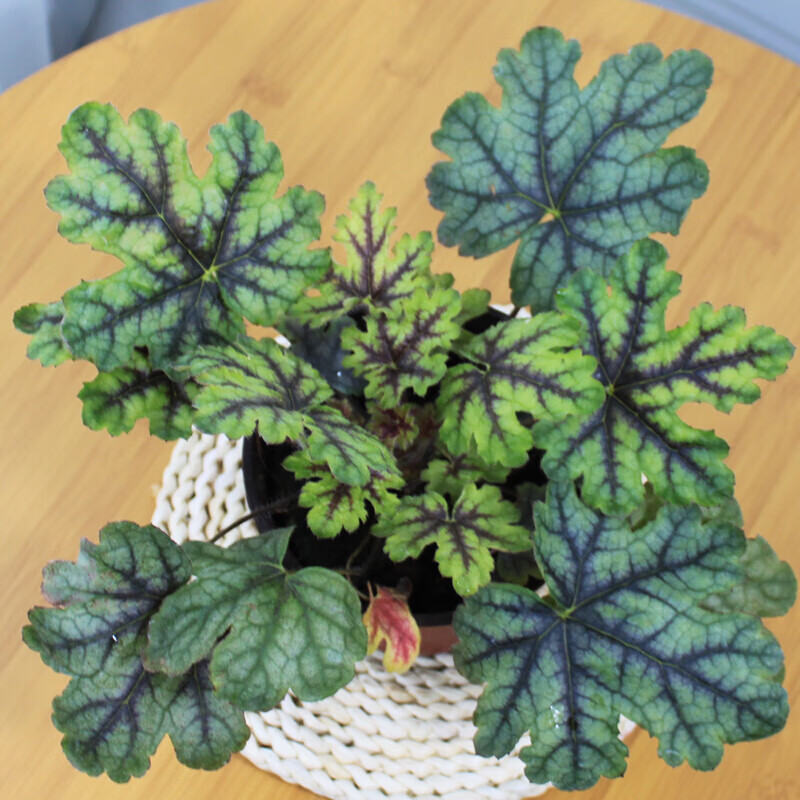 倾奢矾根植物盆栽苗组合花苗阳台庭院室内外花境耐寒四季花卉观叶