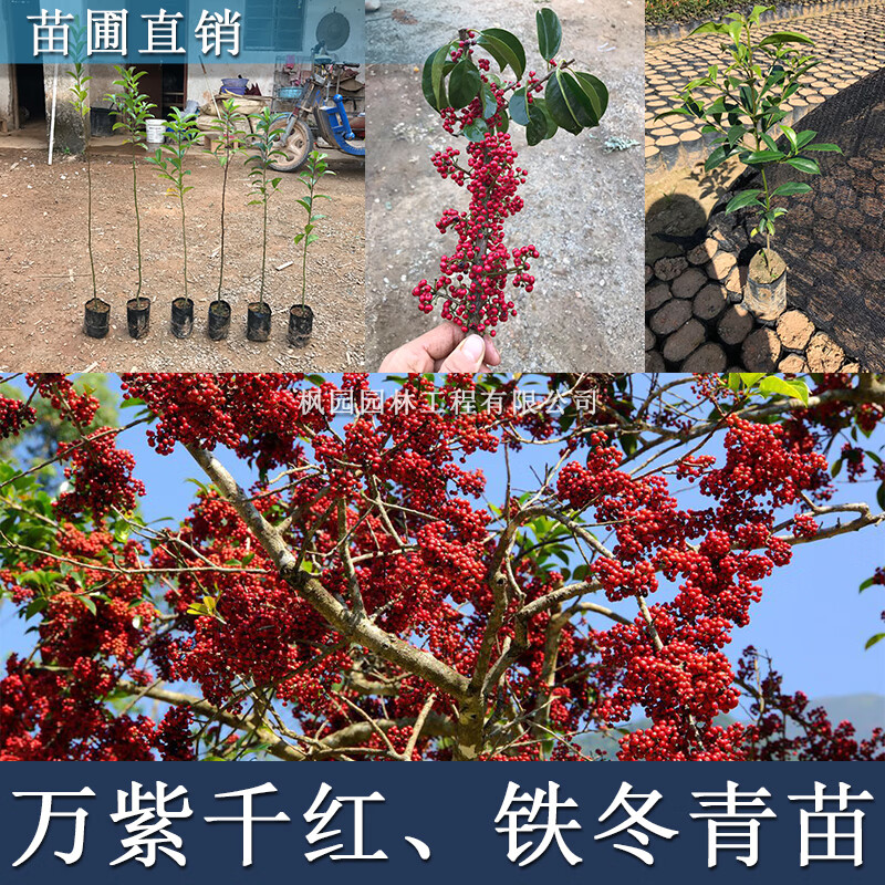 铁冬青苗白银木苗铁冬青树苗盆景万紫千红树苗庭院观赏苗木 铁冬青苗