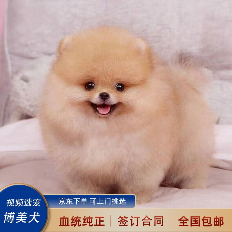 喵然心动 博美犬幼犬宠物狗狗活体幼崽俊介茶杯犬活物小奶狗哈多利搏