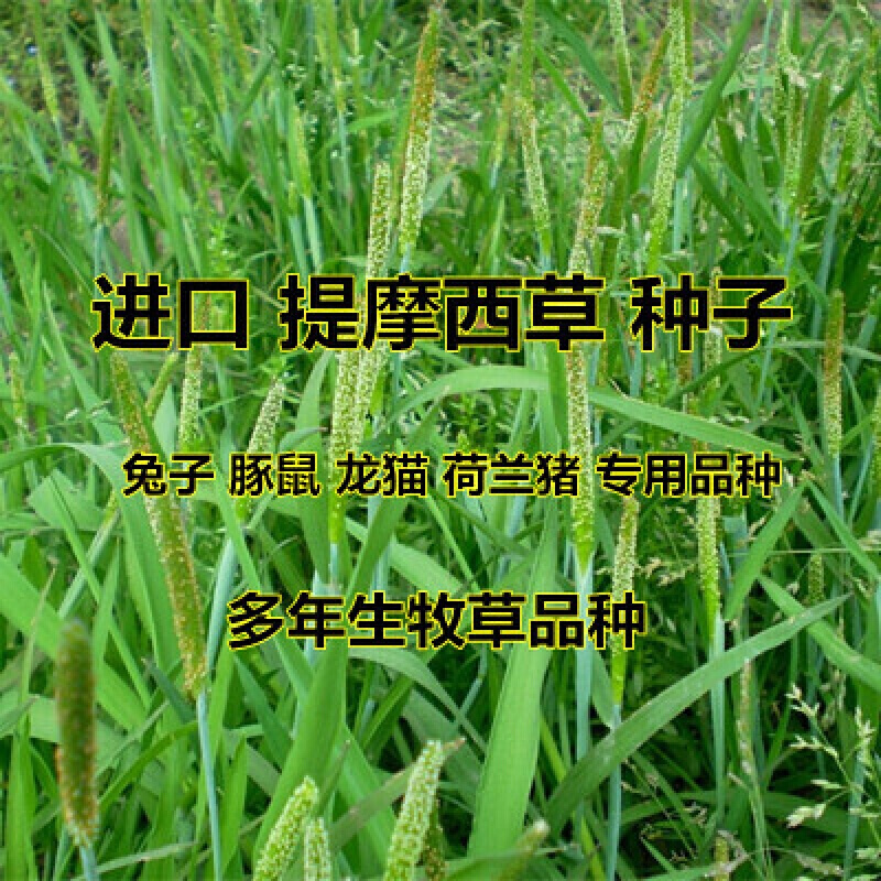 耐寒牧草种子多年生黑麦草种子四季常青鸡鸭鹅猪牛羊鱼草种籽 提摩西