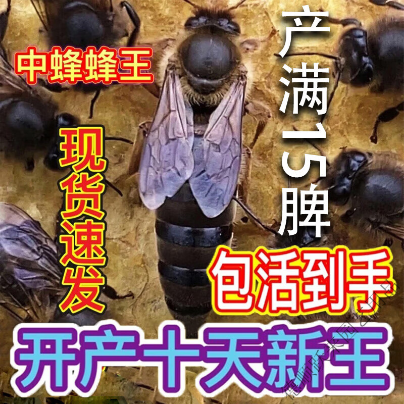 米詅中蜂王种王蜜蜂产卵王活体强群王阿坝纯种土蜂带工蜂包活新开产王