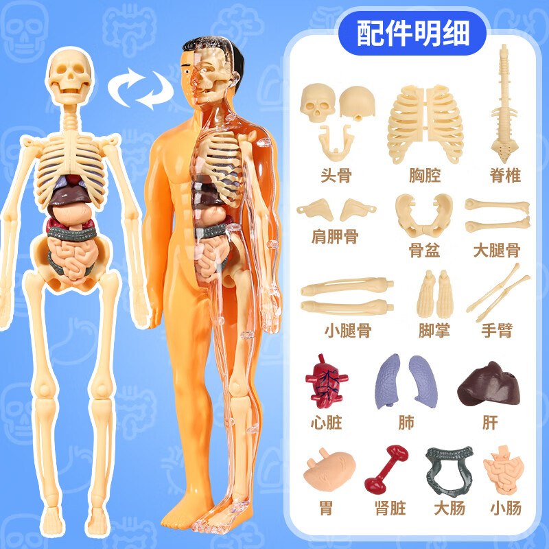 初中生物可拆卸人体器官模型人体模型可拆卸拼装结构骨骼器官3d骨架内脏医学解剖儿童玩具骨盆 28厘米全身模型身体+骨骼+内脏