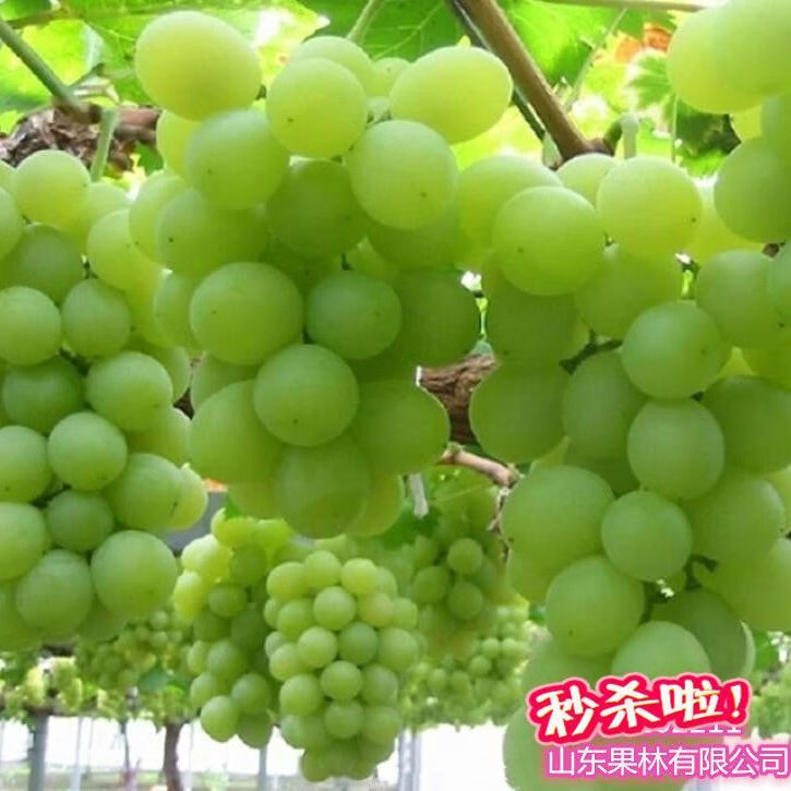 阳之亿爬藤水晶葡萄树苗南方北方无核盆栽珍珠葡萄苗青葡萄青提葡萄树