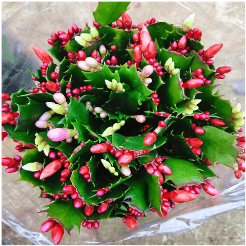 ���� зצ�����Զ�ɫ�ذ껨��ֲ�����ڻ��ļ����� зצ����ɫ30�� ������ 88Ԫ��5��(��17.6Ԫ/��)