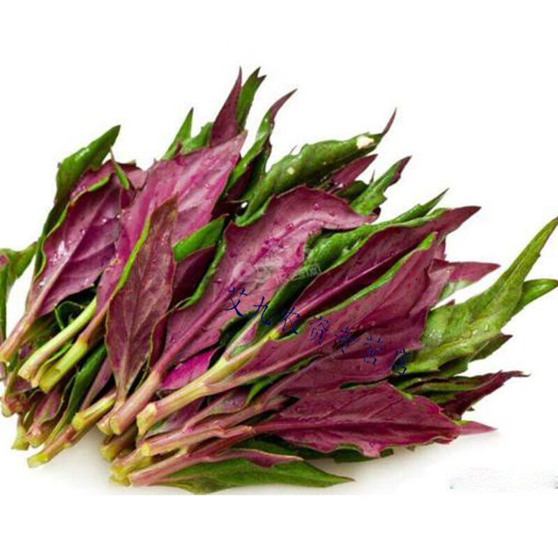 蔬菜种子 紫背菜种子 观音菜 血皮菜 红背菜种子 特色蔬菜种籽 2包