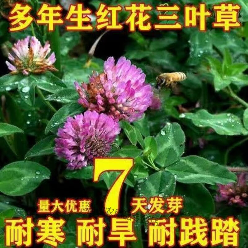 物鲜仙子绿化草坪种子白三叶草种子红三叶草种子四季多年生室外草种子