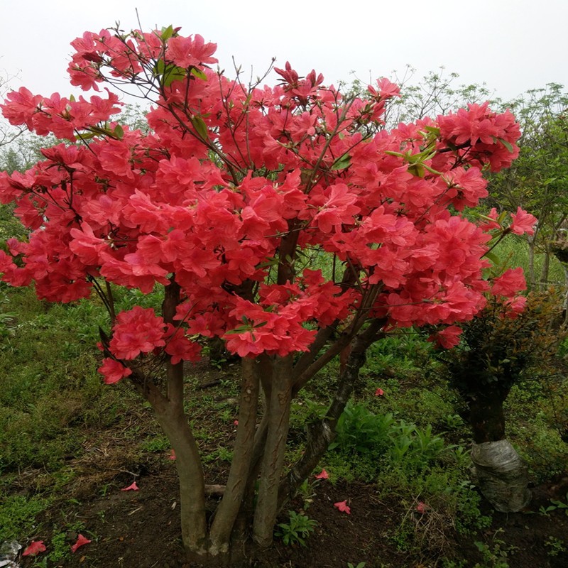 映山红老桩盆景庭院花园别墅盆栽地栽大型原生杜鹃映山红地景绿化树苗