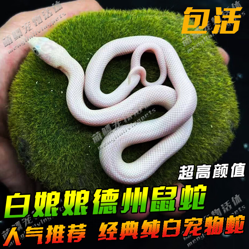 蛇活物宠物蛇爬宠活体异宠爬虫真蛇棕黑王蛇暴风雪竹叶青赤练 白娘娘