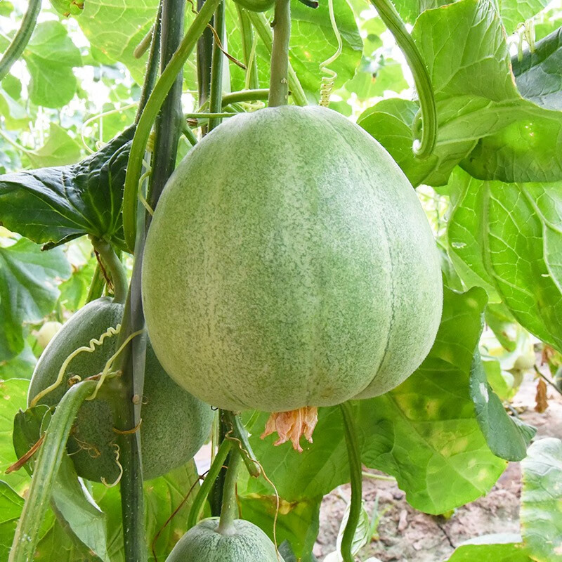 种菜记 羊角蜜甜瓜种子绿香妃绿宝石香瓜种籽超甜春季四季阳台盆栽 绿
