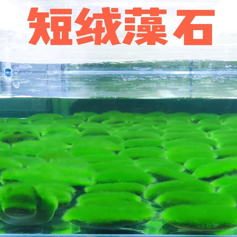 逸乐宠短绒藻藻石孢子引种长绒藻绿藻藻种藻源绿苔种猴水草鱼缸造景爆