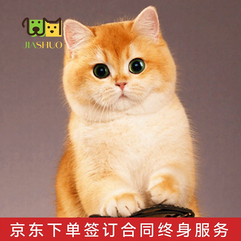 手机上怎么查猫咪活体京东历史价格|猫咪活体价格历史