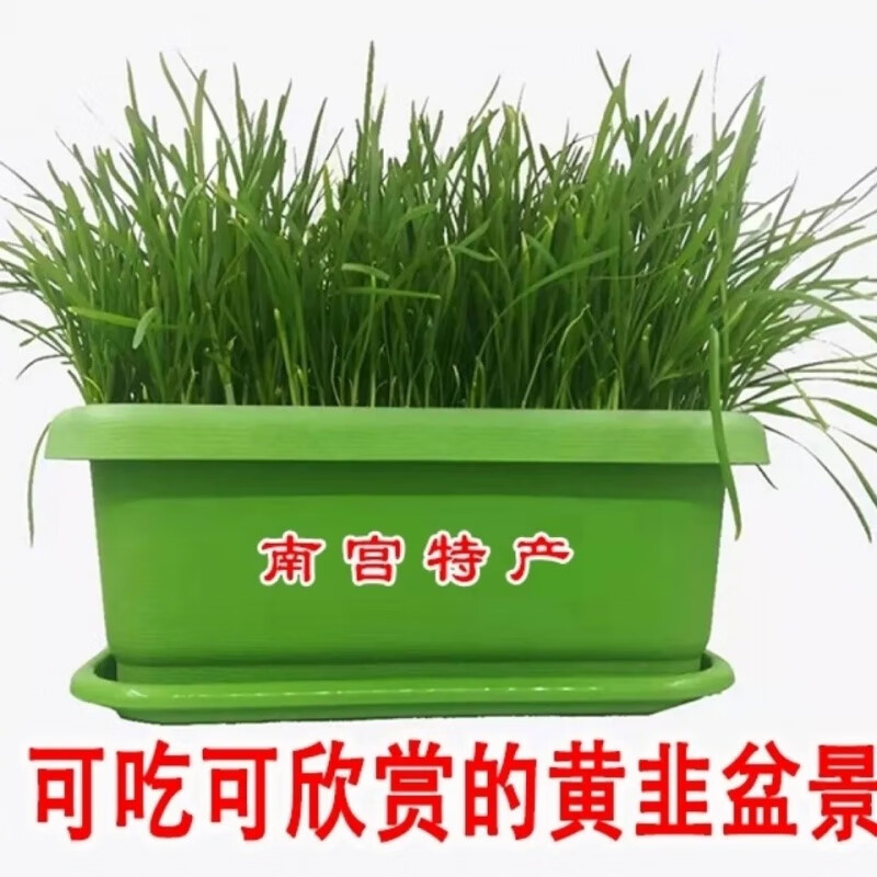 南宫黄韭盆景四季现挖香韭菜根易成活家用室内阳台绿植水培盆栽 方盆