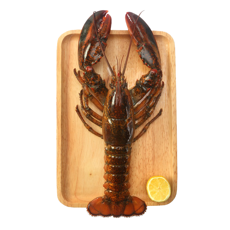 棠鲜生 波士顿龙虾大龙虾特大波龙奥海鲜水产龙虾450g-550g