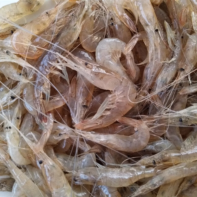 林中山青岛现捕小河虾鲜活小白虾新鲜冷冻明虾海鲜水产 500g 3cm-5cm