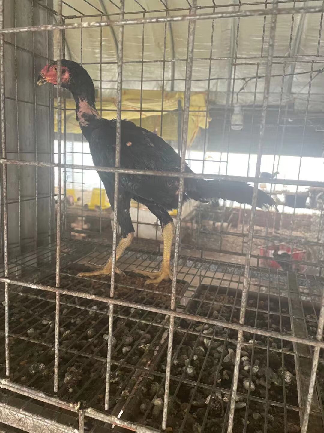 纯种斗鸡越南鬼子斗鸡活苗小斗鸡各种颜色泰国斗鸡成年鸡中原斗鸡