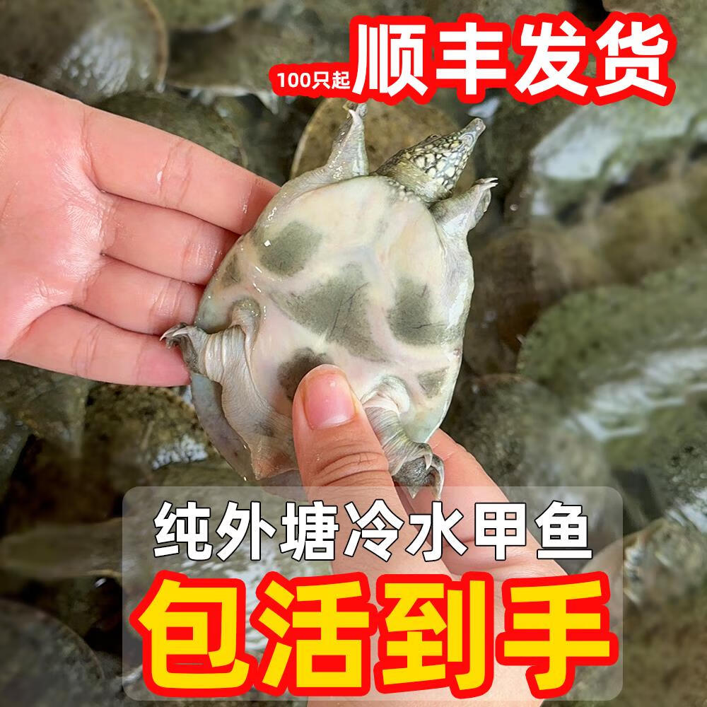苗养殖专用活体团鱼苗本地小王八苗中华鳖苗包活 外塘冷水中华甲鱼苗