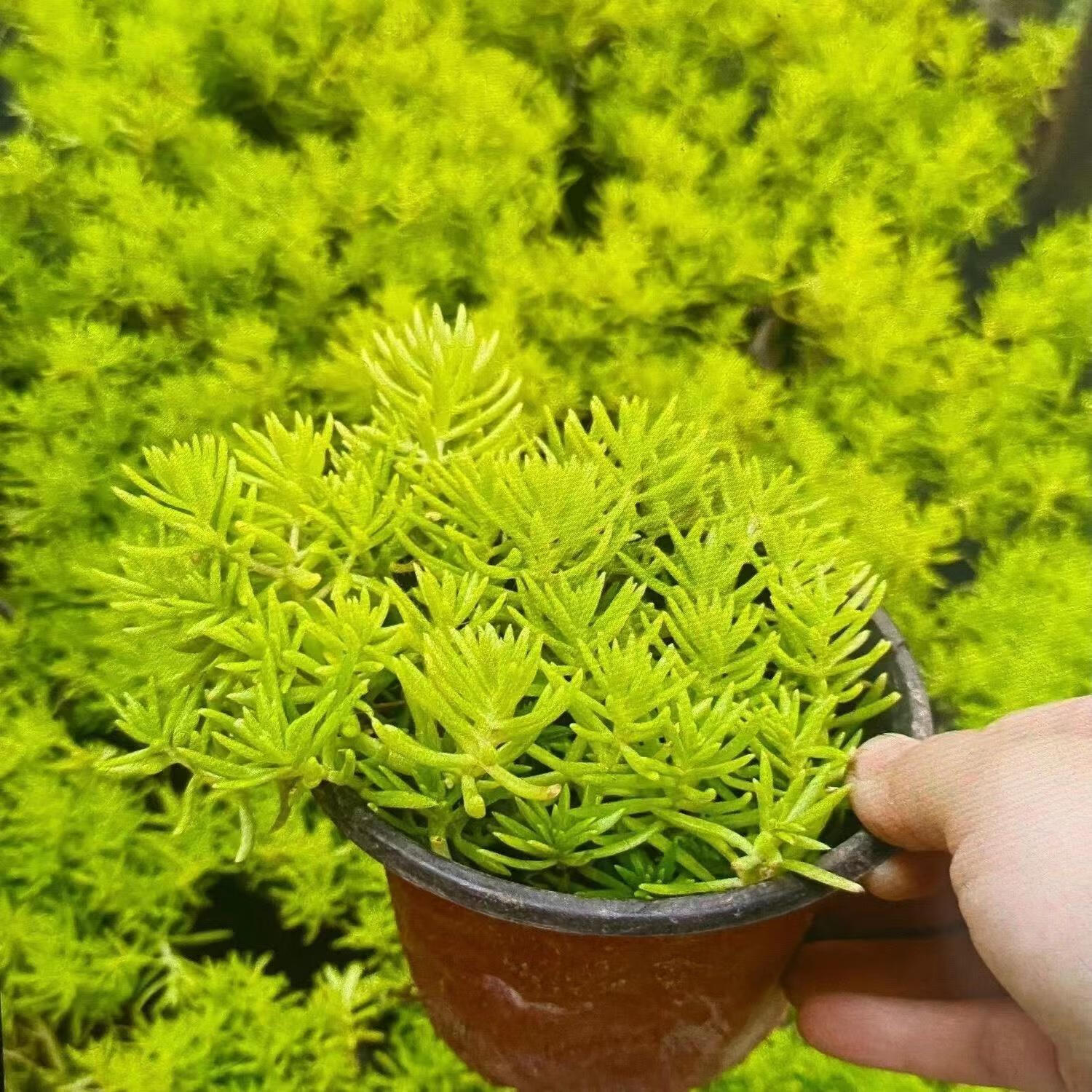 黄金佛甲草多年生四季常绿屋顶庭院草坪绿化耐寒耐旱金叶中华景天 佛