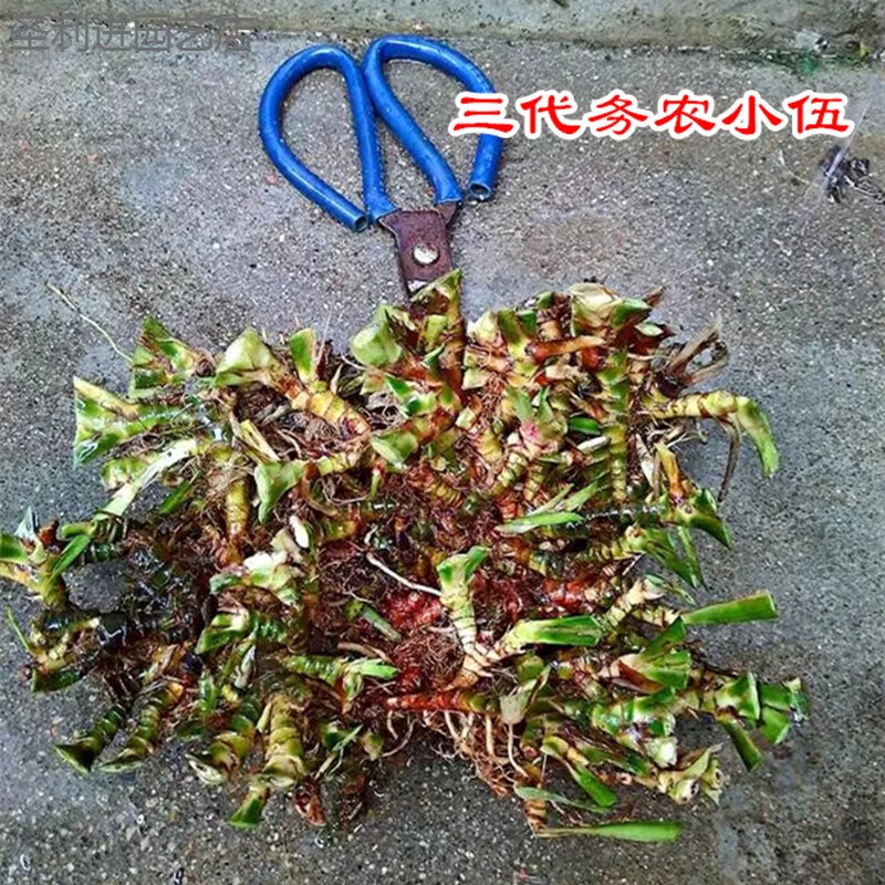 懿儱佩石菖蒲附石龙根菖蒲草水培盆景植物龟缸养鱼室内外微景观庭院