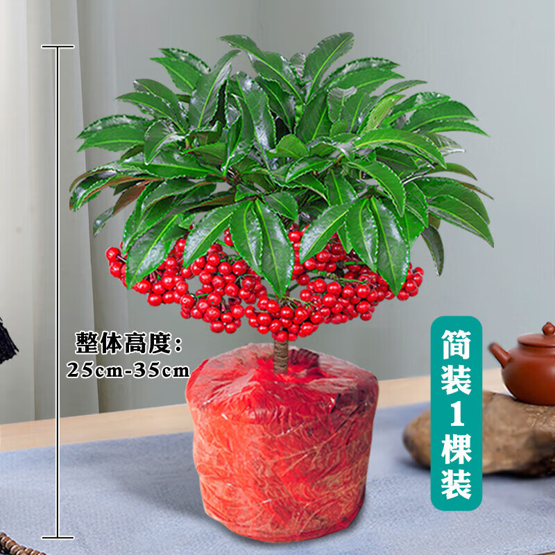 素蜜耐寒不怕冻的植物好养的花富贵子花卉室内富贵籽盆栽四季常青带果