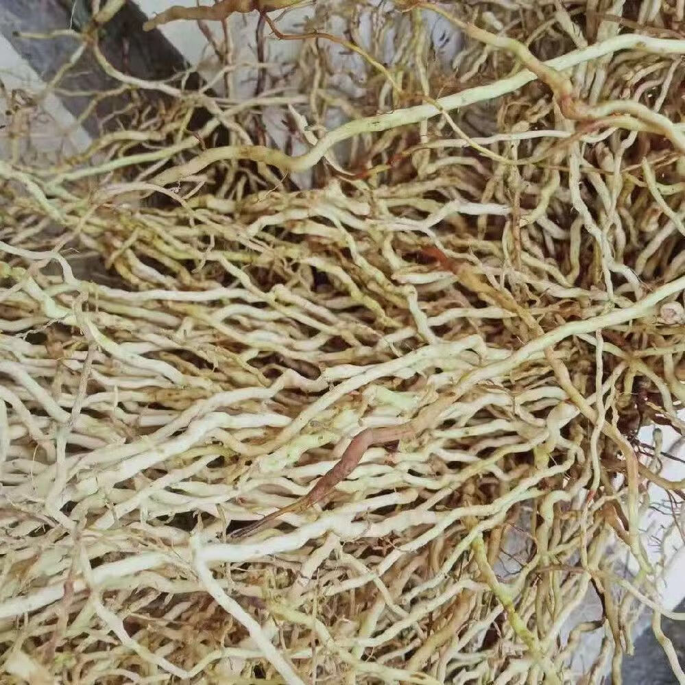 春筋草中草药  无硫无添加人工优质精选野生天然中药材伸筋草 春筋草