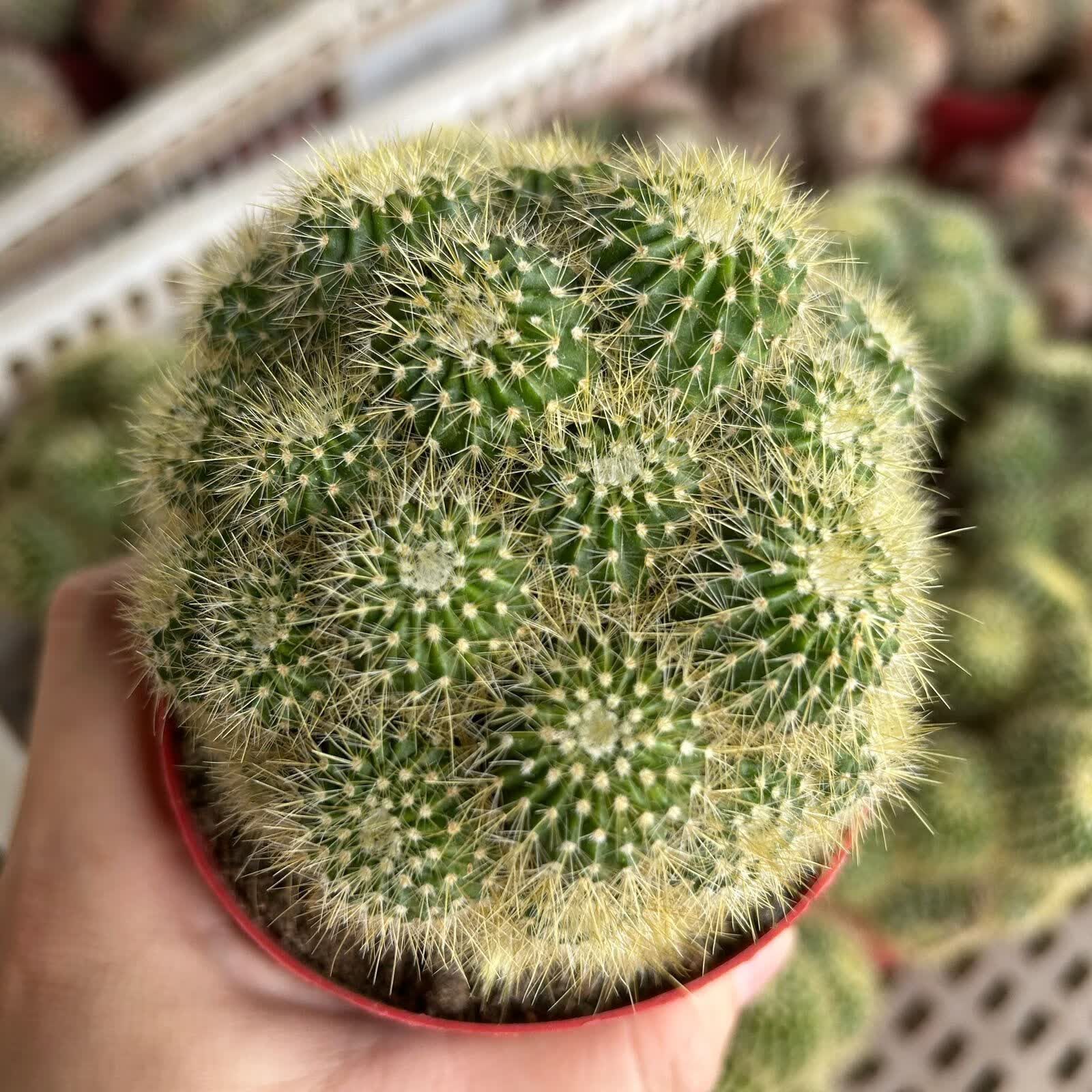 金冠群生多头仙人球金丝猴仙人掌室内外办公室多肉盆栽植物 金丝球