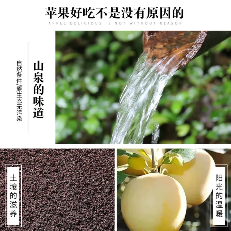 译优农山东黄金奶油富士苹果新鲜当季水果脆甜黄金元帅香蕉萍果整箱 净重8.5-9斤中果【约22-24个】