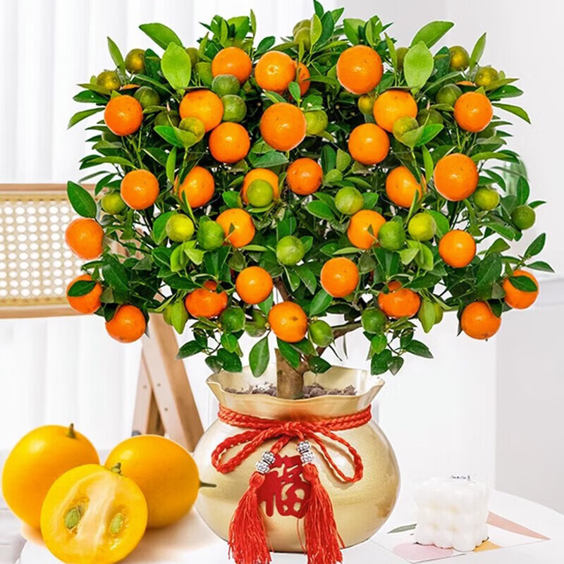 花友中梦多季金桔树年桔冬季客厅年宵花盆栽金橘子树苗 四季金桔树