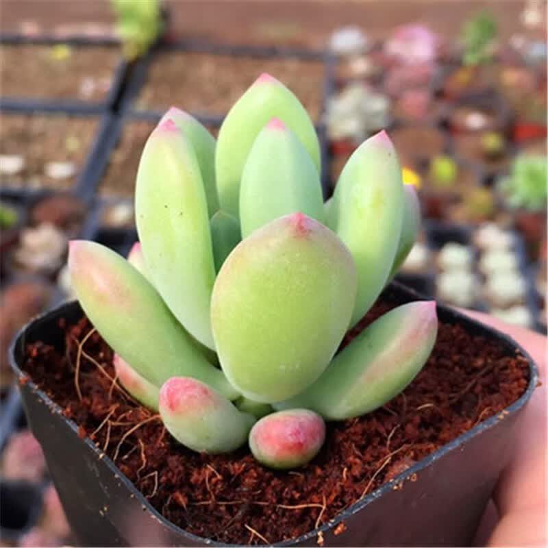 8墨一(moyi)多肉植物带盆栽好肉肉植物组合绿植花卉盆栽 青星美人 4