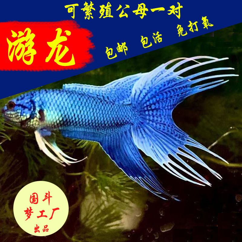 中国斗鱼活体活鱼无纹蓝蓝大爆针高蓝度淡水冷水观赏鱼免打氧 游龙7-8厘米1条送饲料