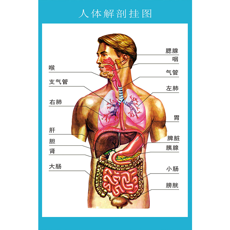 攸竹 人体解剖图 结构示意图人体内脏器官骨骼肌肉构造挂图全身解刨