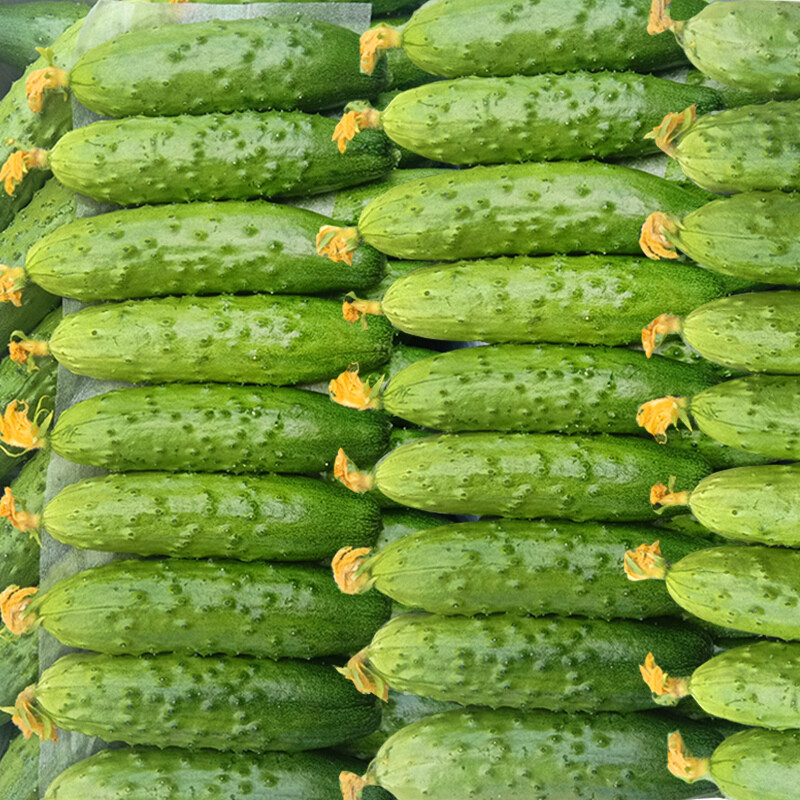 水果黄瓜新鲜蔬菜山东北5斤青黄瓜生吃海白玉水果整箱团建送礼健康轻