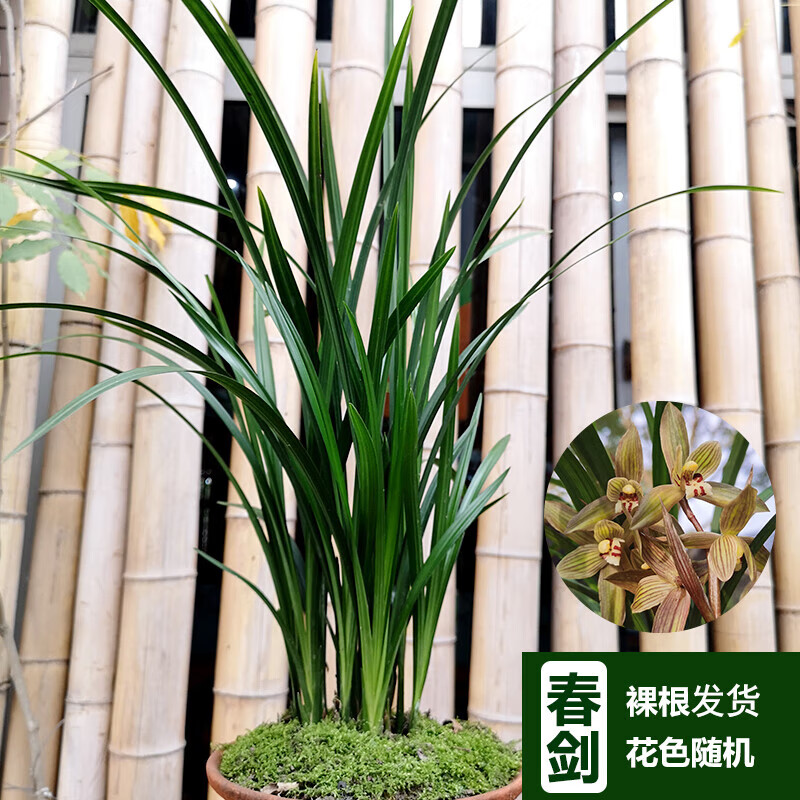 航若兰花兰草苗春兰春剑蕙兰红香妃细叶盆栽绿植四川办公室 春剑 3苗