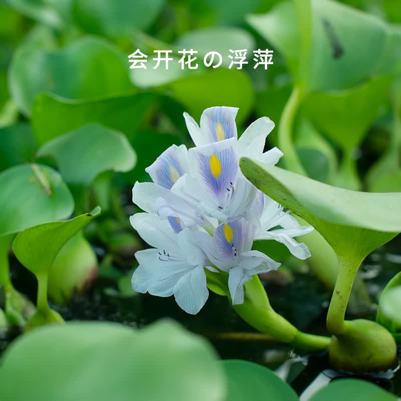 水芙蓉 相关京东优惠商品排行榜 5 价格图片品牌优惠券 虎窝购