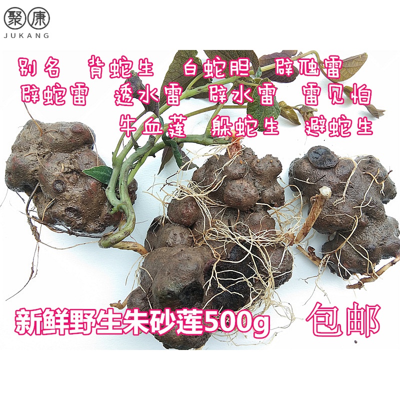 贵州特产新鲜朱砂莲草药背蛇生500g 苗药躲蛇生辟虺雷避蛇生