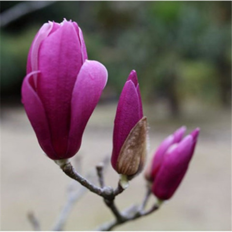 广玉兰花苗 庭院大型紫玉兰苗盆栽矮化玉兰花树苗红白玉兰南北方种